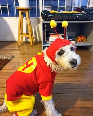 Diana Belmonte Instagram - El Timbalín Colorado!
Así con cara de preadolecente
-
-
-
-
-
#timbal #perros #halloween #dog #instagood #bestpicture #actress #animal #diadelasbrujas #photography #chavodelocho #chapulincolorado