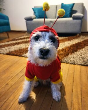 Diana Belmonte Instagram - El Timbalín Colorado!
Así con cara de preadolecente
-
-
-
-
-
#timbal #perros #halloween #dog #instagood #bestpicture #actress #animal #diadelasbrujas #photography #chavodelocho #chapulincolorado