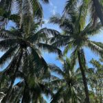 Diane Leyre Instagram - drop de mon voyage à Miami avec la compagnie aérienne @flynorse ❤️🌴 si vous souhaitez partir en vacances à prix réduit avec un service de qualité je vous conseille vraiment de booker vos billets avec FlyNorse ✈️ *invitation