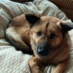 Dionne Slagter Instagram - Dolly is een grote zus geworden! Dit is Leia, geadopteerd vanuit Zuid-Korea. Ze werd gered uit een killing shelter dankzij @lucys_village_rescue en @btsj_and_human 🙏🏻 Dit droppie had er anders niet meer geweest 🥺❤️ Ze is pas sinds dinsdag in Europa en afgelopen vrijdag heb ik haar in België opgehaald. Ik was meteen verliefd! Het zal nog een tijdje duren voordat ze zichzelf gaat zijn, want Leia heeft een hele hoop meegemaakt, waaronder helaas ook hele verdrietige dingen. Ze is nog heel angstig, maar elk stapje voelt als een overwinning. Vanochtend kwam ze mij kwispelend begroeten, ze volgt mij soms door het huis, aaien mag steeds vaker en na 24 uur haar plasje op te hebben gehouden, deed ze dit eindelijk voor het eerst. Dolly vindt het allemaal prima en ondanks dat ze normaal een jaloers hondje is, geeft ze Leia alle ruimte. Leia lijkt zich ook echt aan haar op te trekken. Zonder Dolly vindt Leia het uitlaten veel spannender en in de auto ging ze steeds dichterbij haar zitten als het even teveel werd. Leia is echt een knappert en lijkt misschien net een pup, maar ze zou tussen de 2-4 jaar oud moeten zijn en is een Korean Village Dog/Jindo mix. Leia is extreem zachtaardig, intelligent en nieuwsgierig. Ze heeft 3 pups gekregen in het shelter (die werden in Zuid-Korea geplaatst) dus ze is een moedertje. We gaan er in ieder geval alles aan doen om haar een warm thuis te geven met alle liefde en geduld ❤️🙏🏻 Welkom lieve Leia. Thank you so much for saving Leia @btsj_and_human @lucys_village_rescue 🌹