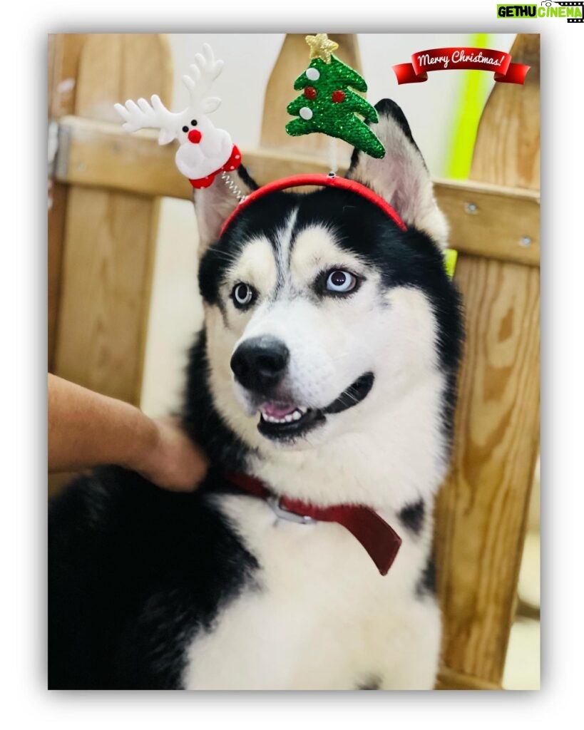 Divya Bharathi Vetrivel Instagram - 𝓜𝓮𝓻𝓻𝔂 𝓒𝓱𝓻𝓲𝓼𝓽𝓶𝓪𝓼🎄🐶❤️ 📸 @nivashinidivya 🕶️ #nivashinidivya #nivasdogs #huskies #englishretriever #streetdog #doglover #dogmom #nivashini_ma #instagood #dogsofinstagram 🐾