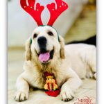 Divya Bharathi Vetrivel Instagram - 𝓜𝓮𝓻𝓻𝔂 𝓒𝓱𝓻𝓲𝓼𝓽𝓶𝓪𝓼🎄🐶❤️ 📸 @nivashinidivya 🕶️ #nivashinidivya #nivasdogs #huskies #englishretriever #streetdog #doglover #dogmom #nivashini_ma #instagood #dogsofinstagram 🐾
