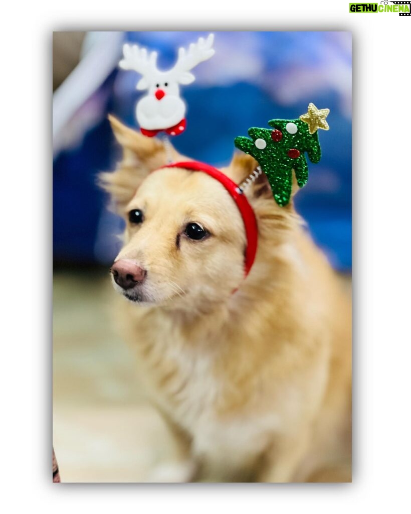 Divya Bharathi Vetrivel Instagram - 𝓜𝓮𝓻𝓻𝔂 𝓒𝓱𝓻𝓲𝓼𝓽𝓶𝓪𝓼🎄🐶❤️ 📸 @nivashinidivya 🕶️ #nivashinidivya #nivasdogs #huskies #englishretriever #streetdog #doglover #dogmom #nivashini_ma #instagood #dogsofinstagram 🐾