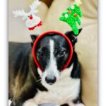 Divya Bharathi Vetrivel Instagram - 𝓜𝓮𝓻𝓻𝔂 𝓒𝓱𝓻𝓲𝓼𝓽𝓶𝓪𝓼🎄🐶❤️ 📸 @nivashinidivya 🕶️ #nivashinidivya #nivasdogs #huskies #englishretriever #streetdog #doglover #dogmom #nivashini_ma #instagood #dogsofinstagram 🐾