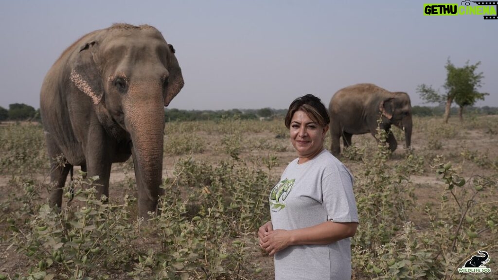 Divya Seth Shah Instagram - Wildlife SOS was delighted to interact with Divya Seth Shah - the critically acclaimed Actor, who recently visited our centres in Agra! During her visit, Divya got to meet our resident elephants and learn about their rescue stories from our co-founder Kartick Satyanarayan, education officers, and veterinarians. Divya has been following our work for many years, and it was a privilege to have her at the centres and meet the animals she has been supporting for such a long time! Swipe to see the glimpse of her experience! #WildlifeSOS #Wildlifeconservation #Asianelephants #pachyderms #elephants