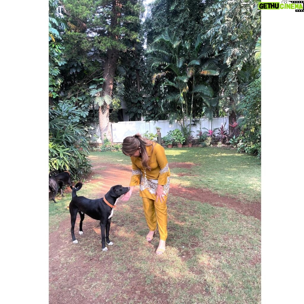 Divya Seth Shah Instagram - Thank you Maple 🍁 For sending So Many more to fill the Space You left … They’re naughtier than You But they will learn to Love like You Hope there are cucumbers wherever You are 🥹 . . . #dog #dogoftheday #dogsofinstagram #doglover #indie #indiedog #loving #loyal #handsome #guarddog #best #myboys