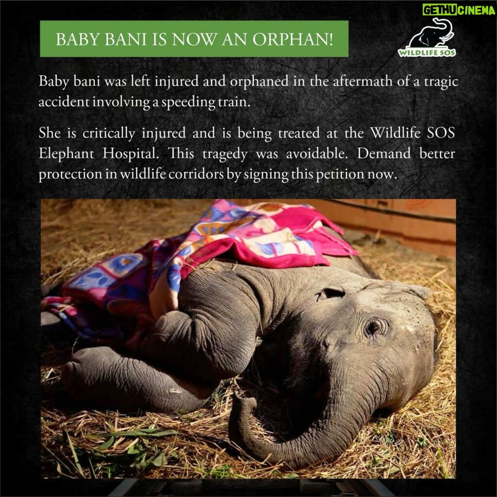 Divya Seth Shah Instagram - From surviving a traumatic train collision, to showing determination to walk and heal, Baby Bani’s story has been nothing short of tragic. The approximately 1-year old Bani has only been at the Wildlife SOS Elephant Hospital Campus (EHC) for a few weeks, but she’s responding to treatment and showing us a strong will to live. Our dedicated team of caregivers and veterinarians have been working intensively on her hind legs in hopes of improving her movement and helping her to stand on her own. In the past decade, 186 elephants have been killed due to train accidents in India! Support us to implore the Indian Railways to reduce speeds in wildlife corridors and take measures to protect wild animals from train accidents by signing this petition: https://wildlifesos.org/trains #WildlifeSOS #Wildlifeconservation #Asianelephants #Elephants #Rescuedelephants #pachyderms #rescuedanimals