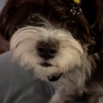 Doretta Papadimitriou Instagram - Συζήτηση κανονική 🐶 #gigi #loveher