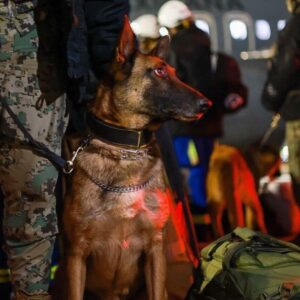 Ece Yörenç Instagram - Welcome and  THANK YOU guys❤️we need your new miracles ❤️ 🐕‍🦺🦮❤️❤️❤️❤️ GOOD LUCK❤️
 @weratedogs
•
Mexico's famous search and rescue dogs are currently flying to Turkey following the devastating earthquakes Monday morning. Their mission is to save lives. 14/10 for all. Our hearts are with everyone affected ❤️ 

You'll see members of the team sporting rescue gear with Frida on it. Frida was an absolute legend who gained international fame for her rescue work after the 2017 Mexico earthquakes. She located over 50 people during her long rescue career, and paved the way for one of the most impressive canine teams in the world.
(courtesy @marceloebrard2024 

@weratedogs'tan
 Meksika'nın ünlü arama kurtarma köpekleri, Pazartesi sabahı meydana gelen yıkıcı depremlerin ardından şu anda Türkiye'ye doğru yola çıktılar. Görevleri hayat kurtarmak❤️ Kalbimiz sizinle çocuklar❤️
Kurtarma ekibinin kıyafetlerinin üstünde efsane köpek “Frida”nın resmini görüyoruz. Frida, 2017 Meksika depremlerinden sonra kurtarma çalışmaları ile uluslararası üne kavuşan bir efsaneydi.  Uzun kurtarma kariyeri boyunca 50'den fazla kişinin yerini tespit etti ve dünyanın en etkileyici köpek ekiplerinden birinin yolunu açtı.