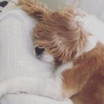 Ece Çeşmioğlu Instagram -