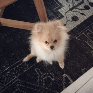 Ecem Akbin Instagram - Evde böyle bişey var 🐾