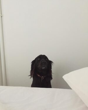 Ecem Akbin Instagram - Dostları, köpekleri, yaz’ı ve sanırım kâküllerimi özledim sevgiler ☀️🌈🌿
