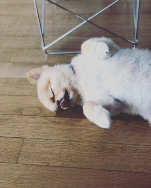 Ecem Akbin Instagram - Dostları, köpekleri, yaz’ı ve sanırım kâküllerimi özledim sevgiler ☀️🌈🌿