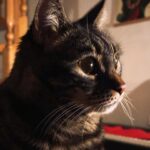 Elísabet Benavent Instagram - De todas las hazañas que el amor es capaz de llevar a cabo, la de manipular el tiempo siempre me ha parecido la más compleja. Que sí, que si está lejos todo sucede despacio, que si está cerca todo se atropella, eso lo sabemos todos. Pero a mí me da por pensar que el objeto del amor no se ve afectado; es el amante quien mira preocupado el reloj. ¿Cómo encajar el resto de una vida en esa rotura del espacio tiempo? ¿Cómo hacer posible amar, ser amado y mantener los pies sobre el minutero lógico que mide la realidad? El amor es un aprendiz de hechicero, que nos roba, turba, hace sentir minúsculos. Nos hace recorrer a gatas la gruta oscura de nuestras propias pequeñeces, nuestras propias inseguridades, nuestros propios miedos. El amor es la calidez del sol de invierno, el tacto de una alfombra bajo los pies desnudos, una empinada escalera de caracol que resbala, un hogar construido con velas y cuadros de colores. El amor es un salto al vacío sin paracaídas ni cuerda ni red de seguridad. El amor es participar en una tómbola en la que no sabes si vas a ganar o el precio eres tú. Pd: enamorada de los cuadros de @iluros que cuelgan en mi comedor, del caos de la estantería del salón (que pronto sustituiré por algo acorde al peso que debe sostener), de mis gatos buscando pajaritos y un rayo de sol, de la honestidad con la que los animales buscan las caricias, de encontrarme de nuevo en el reflejo de un espejo donde brillan unas llamas.