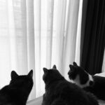 Elísabet Benavent Instagram - AUTOCUIDADO - Organizarte para poder dormir 20 minutos de siesta. Dormir es un placer bueno, bonito y barato. - Compartir tiempo con quien te quiere y te hace bien; a quien quieras y hagas bien. Esto incluye a gatos y perros. - Regalarse flores a una misma. Y quien dice flores dice una maceta con tomillo fresco o un manojo de eucalipto. - Ponerse una mascarilla, buena música y leer. Me encantan los parches para debajo de los ojos. Es como si me quitasen cansancio acumulado. - Cocinar algo bonito, rico y sano. Si yo he podido hacer ratatouille, cualquiera puede. - Bailar y cantar en la cocina; da igual que sea Concha Piquer que Natos y Waor. Tú exprésate. - Pasar tiempo a solas. A veces eres la mejor compañía. - Saber decir “no” sin sentimiento de culpa. No puedo. No me siento bien. No me apetece. No quiero. No sé. - Aprender a gestionar bien el tiempo para ser más productivo… pero saber perderlo con placer y sin remordimientos. Porque eso es vida. - Hacer planes para cumplir deseos y sueños. Los míos casi siempre tienen que ver con París. - Rodearse de cosas bonitas, que nos hacen sonreír, la vida más sencilla, colorida, amable y agradable. Velitas, platitos, bolas de nieve, juguetes varios. - Vestirse, maquillarse, ponerse mona si a una le apetece, aunque sea para ir a comprar. Cualquier día es especial si te da la santa gana. - Darse una ducha larga… pero no demasiado, que hay sequía. - Activar el ocio sano, aquel que te hace aprender, sentirte bien y parte de algo, comprendida. Permitirte emocionarte con cualquier representación artística si es lo que te nace. ¿Por qué estamos empeñados en silenciar las emociones? - Ir a terapia. Siempre y como mejor cuidado. Ir a terapia para poder hablar, para poder decir con la misma libertad “creo que no estoy bien” o “me encuentro genial”. Carrusel de fotos de una semana cualquiera.