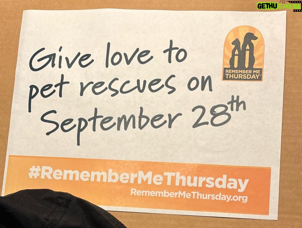 Elaine Hendrix Instagram - Remember Me Thursday in honor of rescue pets everywhere. Three of my five rescue babies. I couldn’t imagine life without them. 🐶🐶🐶🐱🐱@hwac #RememberMeThursday #ShineALight #RescuePets