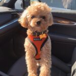 Elarica Johnson Instagram – PUPDATE 🐾

#biggie #doggiemom
