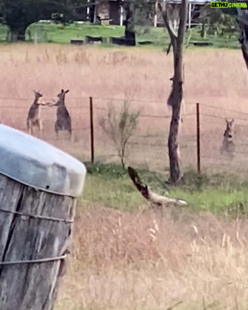 Elena Kampouris Instagram - First time ever seeing kangaroos in person on the way to film in the Blue Mountains, one of the highlights of my visit!! they were boxing until we spotted them and then they just stopped. And stared😳🦘😂Australia is filled with so many beautiful creatures & terrain as well as lovely people❤️ #Australia #throwback #Oz #Sydney #BlueMountains #Rylestone #outback #kangaroos #memories #highlights #wombats #downunder #love #world #nature #cool #cute #animals #adventure #spring #summer #sunny #new #outdoors #fun #live #instagood #instadaily #instapic #instafun