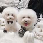Elena Kong Mei-Yee Instagram - Trick or treat? Happy Halloween 🎃 Grooming by @lilmonsterclub #江美儀 #江美儀對小寶貝 #halloween #trickortreat
