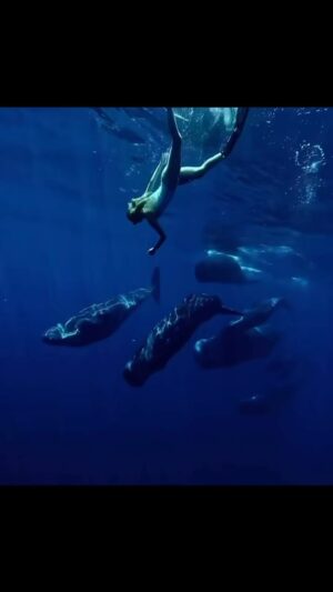 Elena Krygina Instagram - Самые прекрасные создания на свете🥰🐳

Мне очень повезло в знакомстве с китами Маврикия, потому что в один день незадолго до разрушительного циклона, ко мне пришла большая стая. Их было около 10, и они были в таком хорошем и, я бы даже сказала, нежном настроении😍 Они сами интересовались, никуда не торопились (хотя обычно спешат на какие-то свои кашалотовы дела), сами подходили ооочень близко -  знакомиться, показывали, как они играют и общаются между собой и никуда (вообще) не уходили🫠 Это был один из самых счастливых моментов в моей жизни, который я никогда, никогда не забуду🥹

Честное слово, в тот день я чувствовала, словно сам Бог поцеловал меня в лобик🥰 а Дима @dmitryevseev только и говорил «Лена, это чудо, такое бывает раз в жизни». 

К слову) Примерно в то же время в воде мы встретили стаю гринд (малые касатки), что большая редкость, особенно рядом с китами. А еще через пару минут - огромную акулу проплывавшую метрах в 5-7 под нами)) и всё это на пятачке в 10 метров квадратных)))) Океан просто прекрасен 🥰 но об этом отдельно и подробнее в тг)

Напишу там о китах Маврикия (ссылка в профиле)