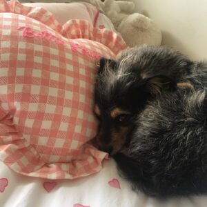 Elizabeth Reaser Instagram - Luther snuggling up on Princess Bettie’s  @_coquinaco_ pillow