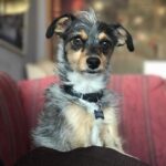 Elizabeth Reaser Instagram - Missing Luther especially hard on National Dog Day. #happynationaldogday 📷 @gavinwiesen