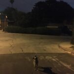 Elizabeth Reaser Instagram - Street dog