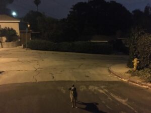 Elizabeth Reaser Instagram - Street dog
