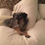 Elizabeth Reaser Instagram - Needs 17 pillows to feel fully comfortable
