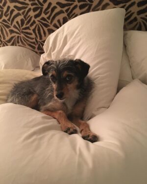 Elizabeth Reaser Instagram - Needs 17 pillows to feel fully comfortable