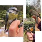 Elsa Punset Instagram - Hoy tuve la mañana para aprender, descansar y disfrutar con este taller de anillamiento de aves en el Jardín Botánico de Madrid. Gracias! Gran experiencia #jardinbotanicomadrid #anillamientodeaves #aves #naturalezaviva #pajaros #currucacapirotada #herrerillocomun #petirrojoeuropeo