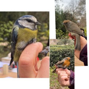 Elsa Punset Instagram - Hoy tuve la mañana para aprender, descansar y disfrutar con este taller de anillamiento de aves en el Jardín Botánico de Madrid. Gracias! Gran experiencia #jardinbotanicomadrid #anillamientodeaves #aves #naturalezaviva #pajaros #currucacapirotada #herrerillocomun #petirrojoeuropeo