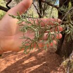 Elysia Rotaru Instagram – Beyond Thankful 
🧡❤️🧡❤️🧡❤️🧡❤️🧡❤️🧡❤️🧡
#photodump pt 2
#sedona #hiking #boyntoncanyon #vortex #redearth #mountains #kachinawoman #miiamospa #fiveyears @ryslife @relaischateaux @mii_amo_spa
🌲
ALSO what tree is this on pic 8 ? It’s the perfect smell.
ALSO thank you @gustafsonperformancecenter for getting me up and moving so I can climb this mountain, and more to come! 🏜️