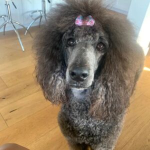 Emayatzy Corinealdi Instagram - Did someone say it was National Dog Day?  #nationaldogday
