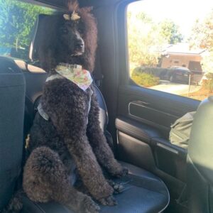 Emayatzy Corinealdi Instagram - Did someone say it was National Dog Day?  #nationaldogday