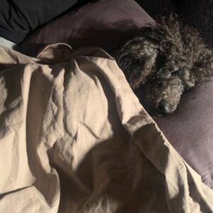 Emayatzy Corinealdi Instagram - Did someone say it was National Dog Day?  #nationaldogday