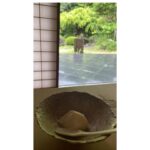 Emi Takei Instagram - いつか、雨だった静岡 🌧️ しとしと、いや、ざざぶりでしたが。 そんな風情も綺麗だった 今度はお散歩しよう