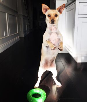 Emily Procter Instagram - Happy St. Patrick's day from The Bird💚