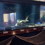 Emily Alexandra Guglielmo Instagram - Mermaids are real ~ I promise …… #nevernotdancing #neverneverland #mermaidworld #itsagoodday #mermaidsarereal #canada #theaquarium #tankshow #fishtanks