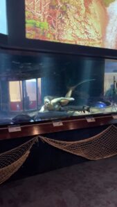 Emily Alexandra Guglielmo Instagram - Mermaids are real ~ I promise …… #nevernotdancing #neverneverland #mermaidworld #itsagoodday #mermaidsarereal #canada #theaquarium #tankshow #fishtanks