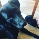 Emily Browning Instagram - Here’s ten pictures of ma best friend coz he’s a perfect baba and coz I’ve been away from him for three whole weeks and coz I miss him so much ma heart hurts ❤️❤️😭❤️❤️ #trouble #thegoodestboy #myson #psitslaureldummies