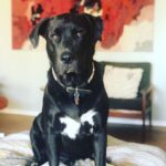 Emily Browning Instagram - Here’s ten pictures of ma best friend coz he’s a perfect baba and coz I’ve been away from him for three whole weeks and coz I miss him so much ma heart hurts ❤️❤️😭❤️❤️ #trouble #thegoodestboy #myson #psitslaureldummies