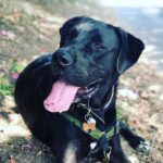 Emily Browning Instagram - Here’s ten pictures of ma best friend coz he’s a perfect baba and coz I’ve been away from him for three whole weeks and coz I miss him so much ma heart hurts ❤️❤️😭❤️❤️ #trouble #thegoodestboy #myson #psitslaureldummies