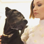 Emily Browning Instagram - Puppy glamour shots with Trouble, post @sagaftrafound panel... and pre having my head/face slobbered all over 💖🐶💖