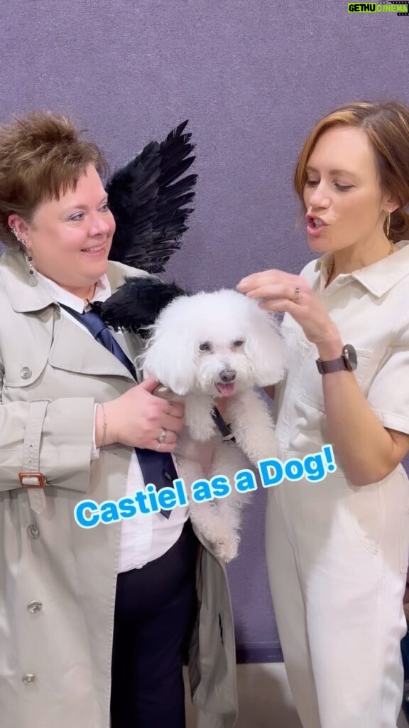 Emily Swallow Instagram - Looks like it’s #supernaturalsunday, cause I have to post about the CosPaws winner from @bigrivercomiccon!!! Daisy Angel had her very own #Castiel wings to match her mama. And apparently she also has a #Dean costume 😳 😳 😳. I am officially requesting more dogs cosplaying as #SPN characters. Anyone want to make #arthurmillerthepugabull a Dean costume? #spnfamily #cosplay #mishacollins #angelwings #poodle #cospaws #bigrivercomiccon #hannibal #dogcosplay #dogsofinstagram #doggo