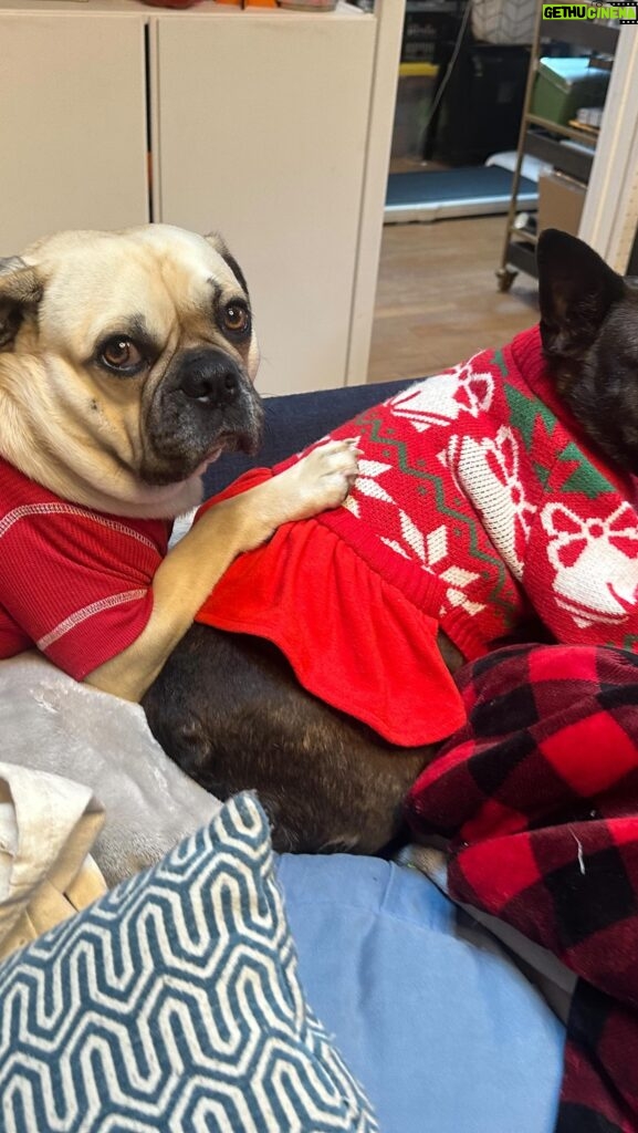 Emily Swallow Instagram - Dogs in Christmas clothes: isn’t this what the season is all about?? #normajeanandarthurmiller #normajeanmeatballs #arthurmillerthepugabull #dogstagram #dogsoftopanga #uglysweater #bigbootyboys #junkinthetrunk #alliwantforchristmasisyou #tistheseason #dogsinclothes