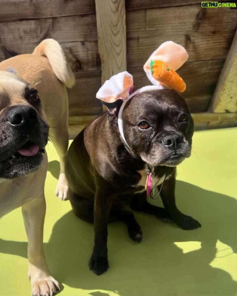 Emily Swallow Instagram - Happy Easter from the two cutest bunnies around! Arthur really digs his rebranding as a bunny. Norma is, as per usual, NOT impressed. #arthurmillerthepugabull #normajeanmeatballs #happyeaster #resurrectionday #dogstagram #frenchtonsofinstagram #pugabull #pugsofinstagram