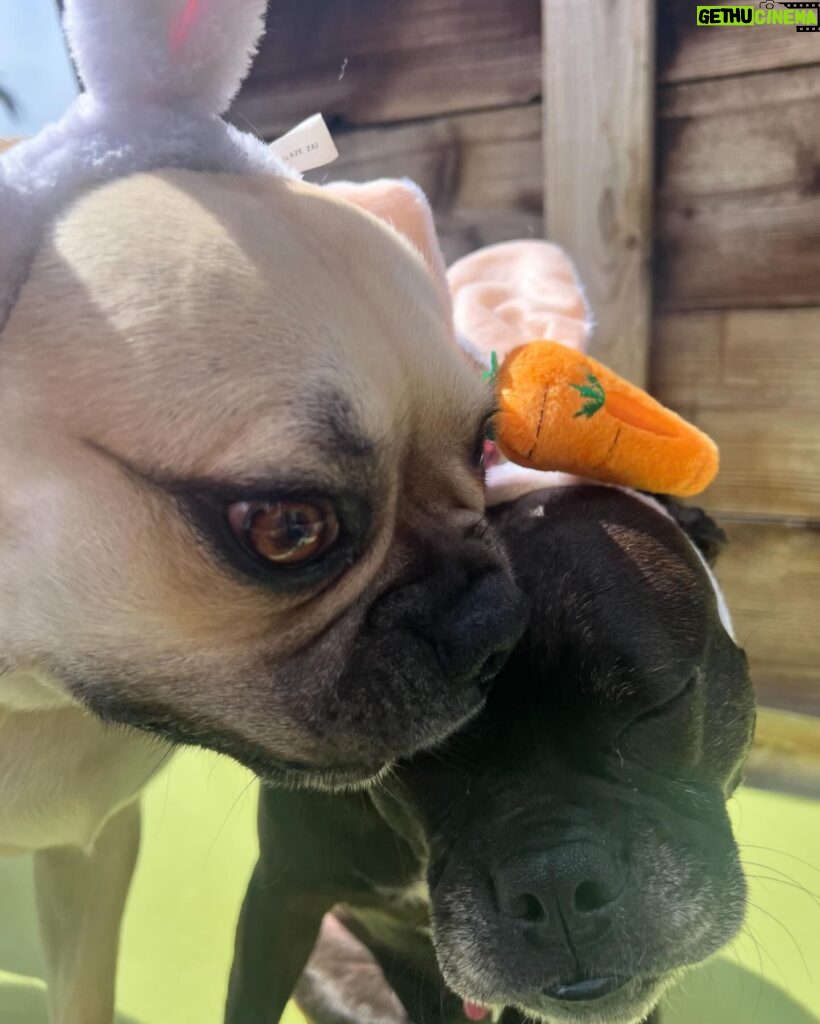 Emily Swallow Instagram - Happy Easter from the two cutest bunnies around! Arthur really digs his rebranding as a bunny. Norma is, as per usual, NOT impressed. #arthurmillerthepugabull #normajeanmeatballs #happyeaster #resurrectionday #dogstagram #frenchtonsofinstagram #pugabull #pugsofinstagram