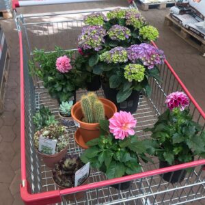 Emma Bones Instagram - 🌸🌼🌵