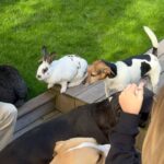 Emma Smet Instagram - 🐶🐰